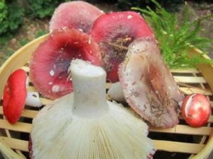грибы сыроежки стоимость